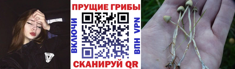 ссылка на мегу ссылки  магазин    Удомля  Псилоцибиновые грибы GOLDEN TEACHER 